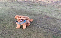 Cavapoo dogs for stud: Red cavapoo - Image 1