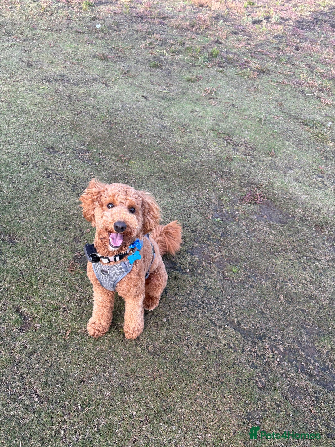 Cavapoo dogs for stud: Red cavapoo - Image 1