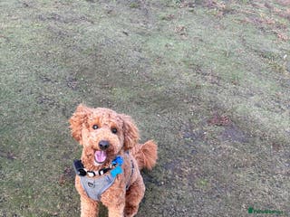 Cavapoo dogs Red cavapoo - Advert 9