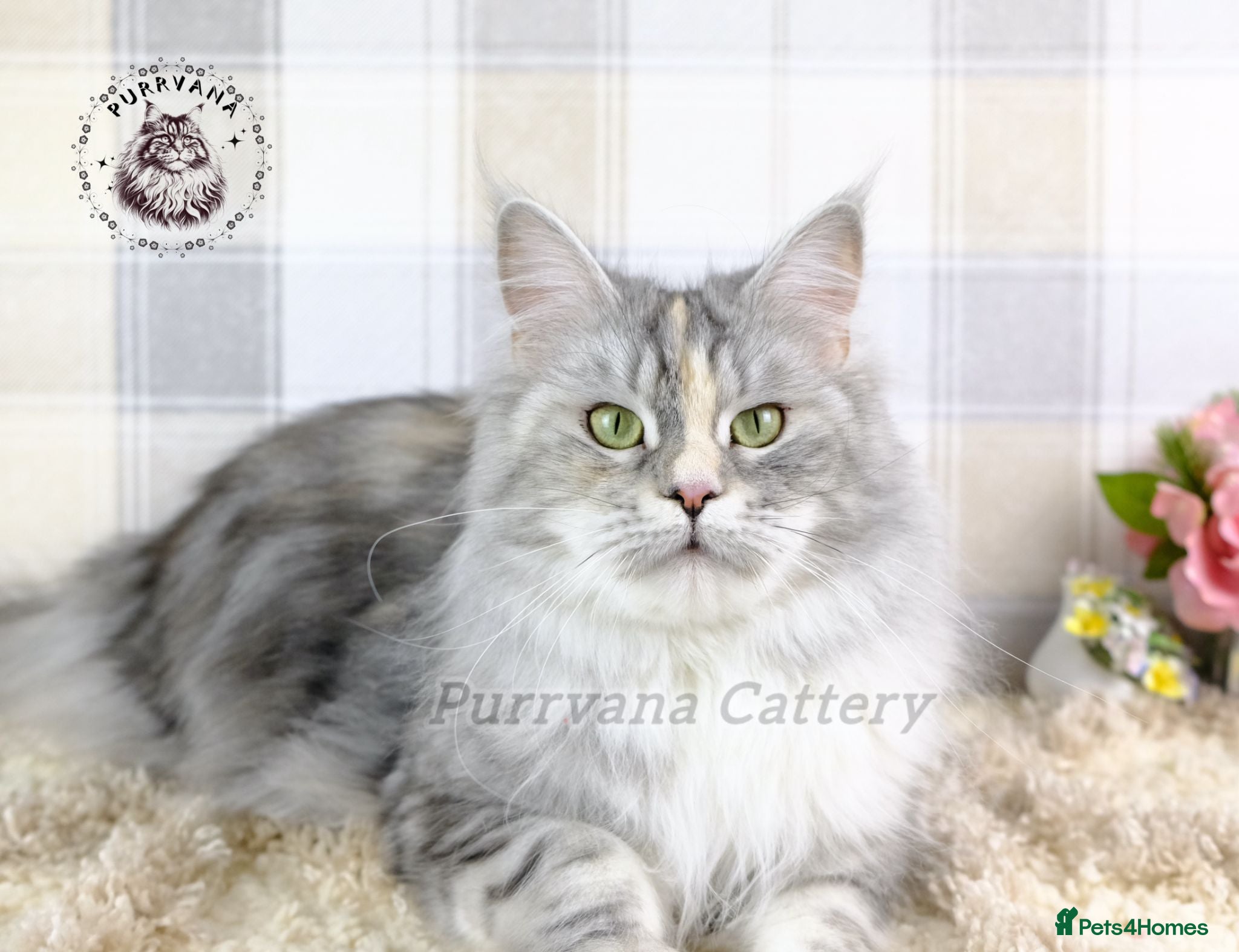 Maine Coon cats Retired Maine coon queens looking for new homes - Advert 1