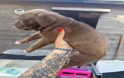 Mixed Breed dogs for sale: Beautiful American bulldog x cane corso puppies - Image 8