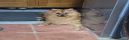 German Spitz dogs for stud: Teddy  in Newcastle upon Tyne - Advert 2