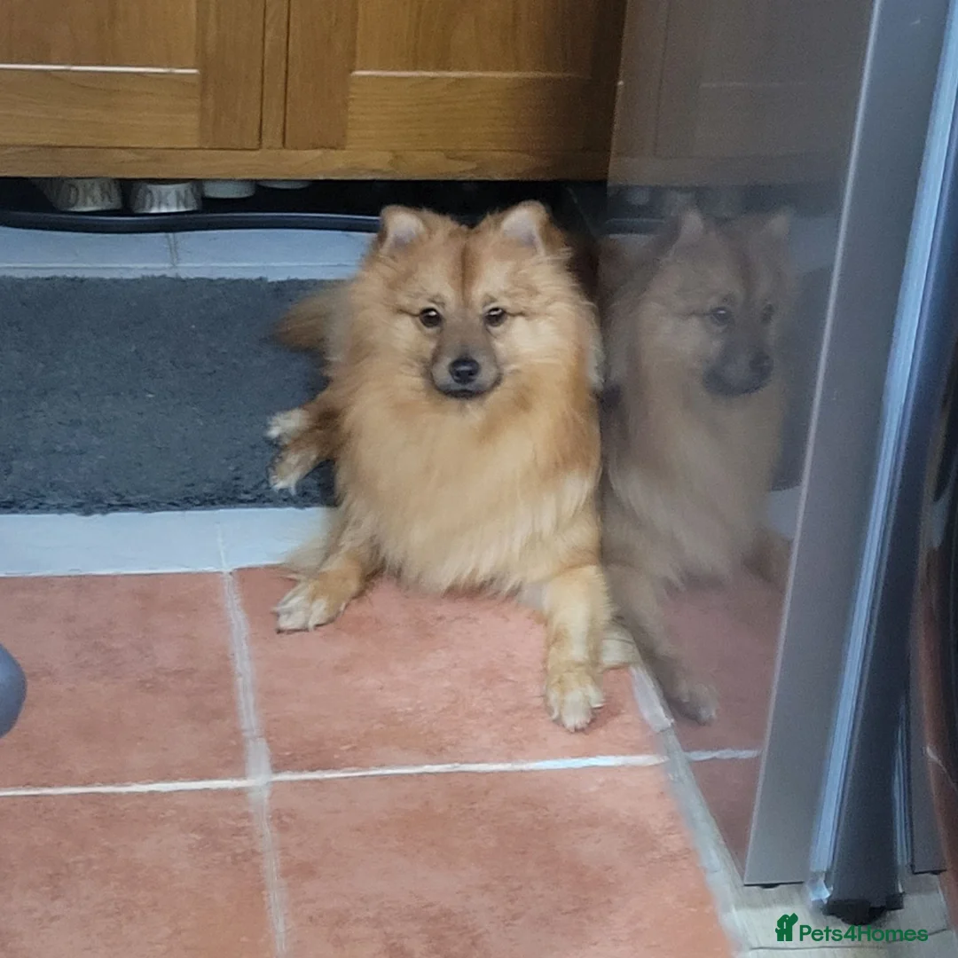 German Spitz dogs for stud: Teddy  in Newcastle upon Tyne - Advert 2