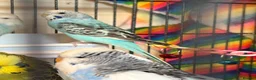 Budgerigars birds for sale: Mixed Budgies’s for sale - Advert 3