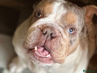 English Bulldog dogs - Advert 1