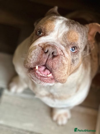 English Bulldog dogs - Advert 1