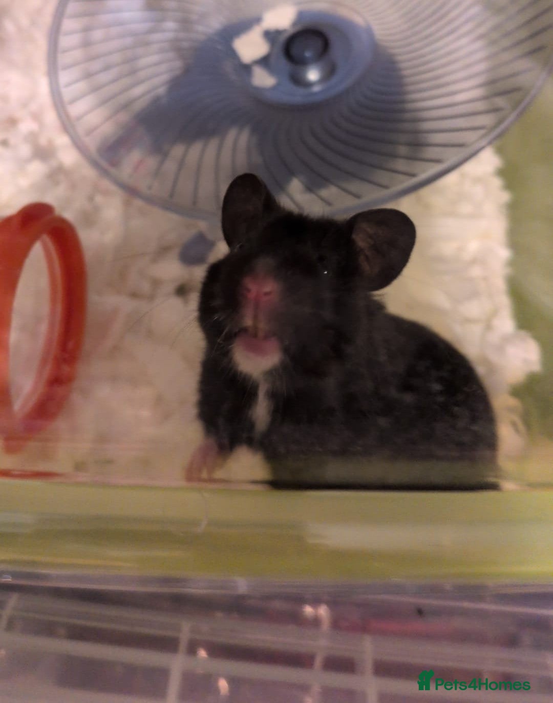 Hamster rodents Black and white female  Syrian hamster  - Advert 1