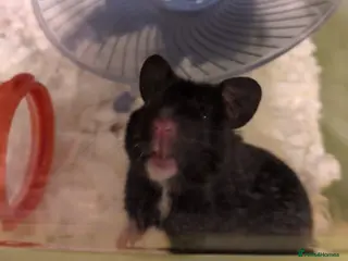 Hamster rodents Black and white female Syrian hamster - Advert 1