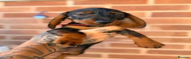 Miniature Dachshund - red 