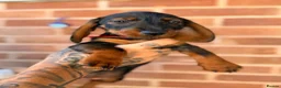 Miniature Dachshund dogs for sale: 🐾Exceptional wired haired dachshunds  🐾 - Advert 20