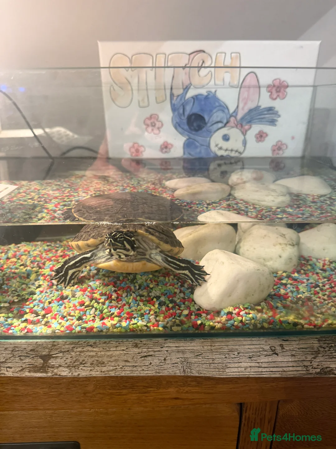 Turtle reptiles for sale: Yellow-bellied slider - Advert 2