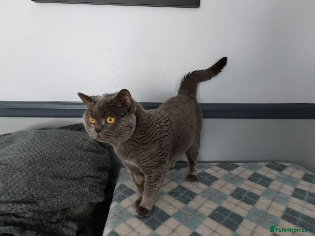 British Shorthair cats for sale: Beautiful British Shorthair female kitten - Advert 6