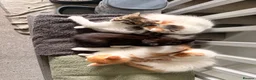 Mixed Breed cats for sale: 5 gorgeous playful little ones  - Advert 28