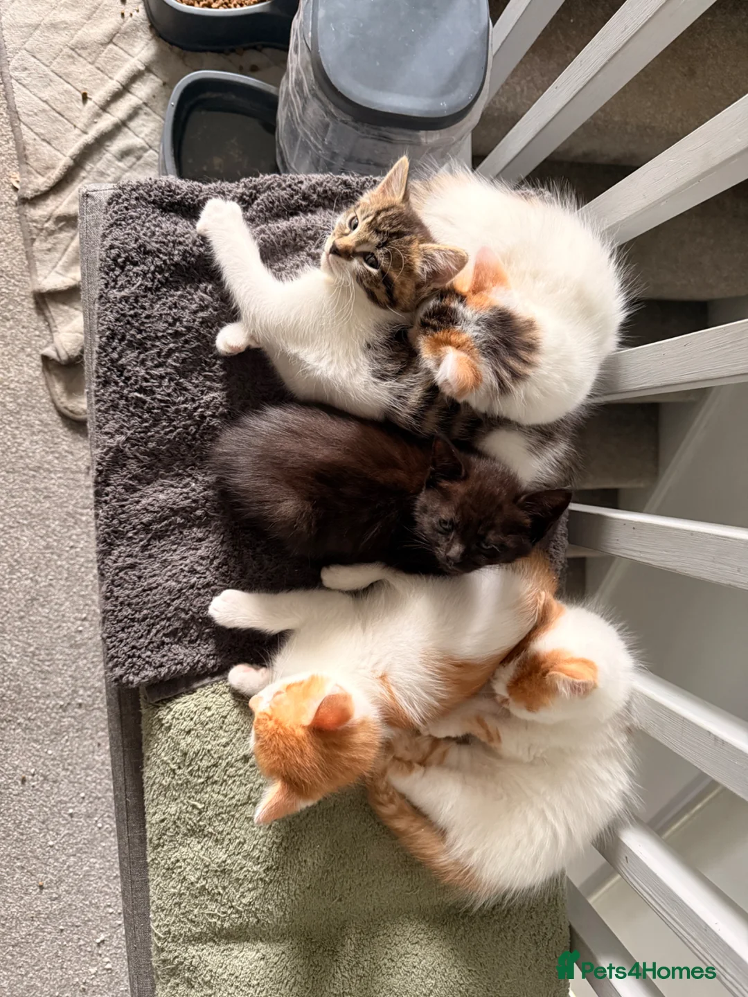 Mixed Breed cats for sale: 5 gorgeous playful little ones  - Advert 28