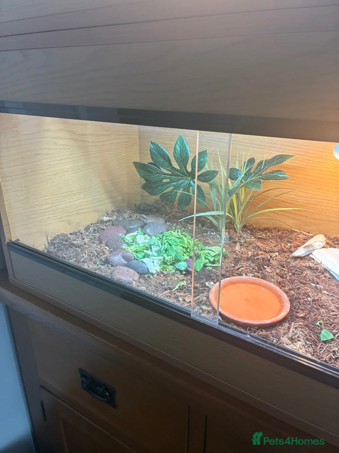 Tortoise reptiles for sale: Red footed Tortoise with complete set up  in Fareham - Advert 4