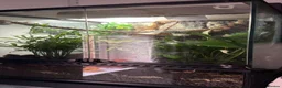 Gecko reptiles for sale: Crested Gecko + full enclosure  in Brackley - Advert 5