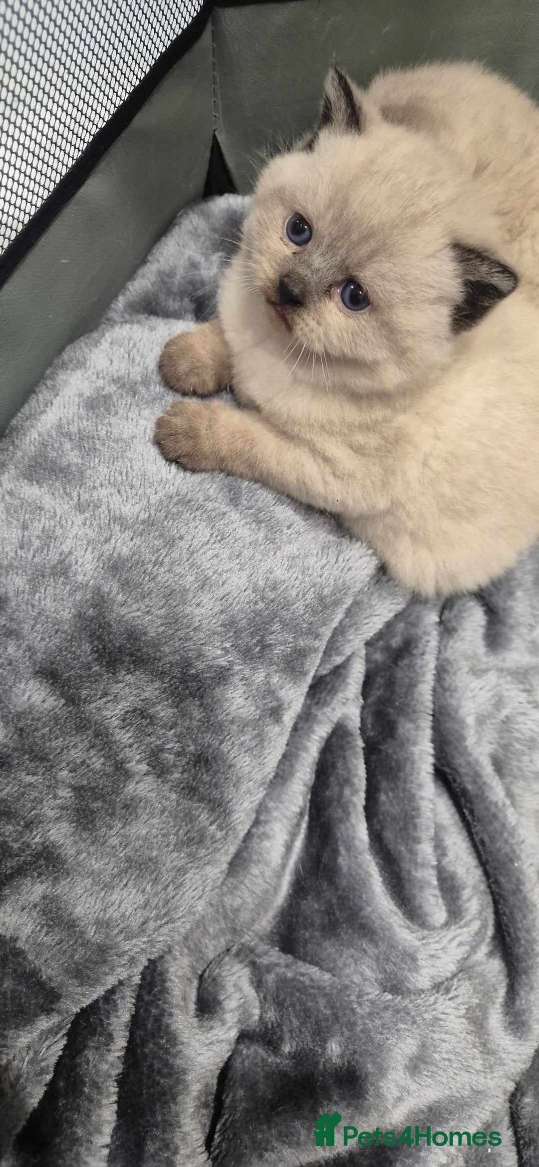 British Shorthair cats for sale: Colour point british short hair  - Image 5
