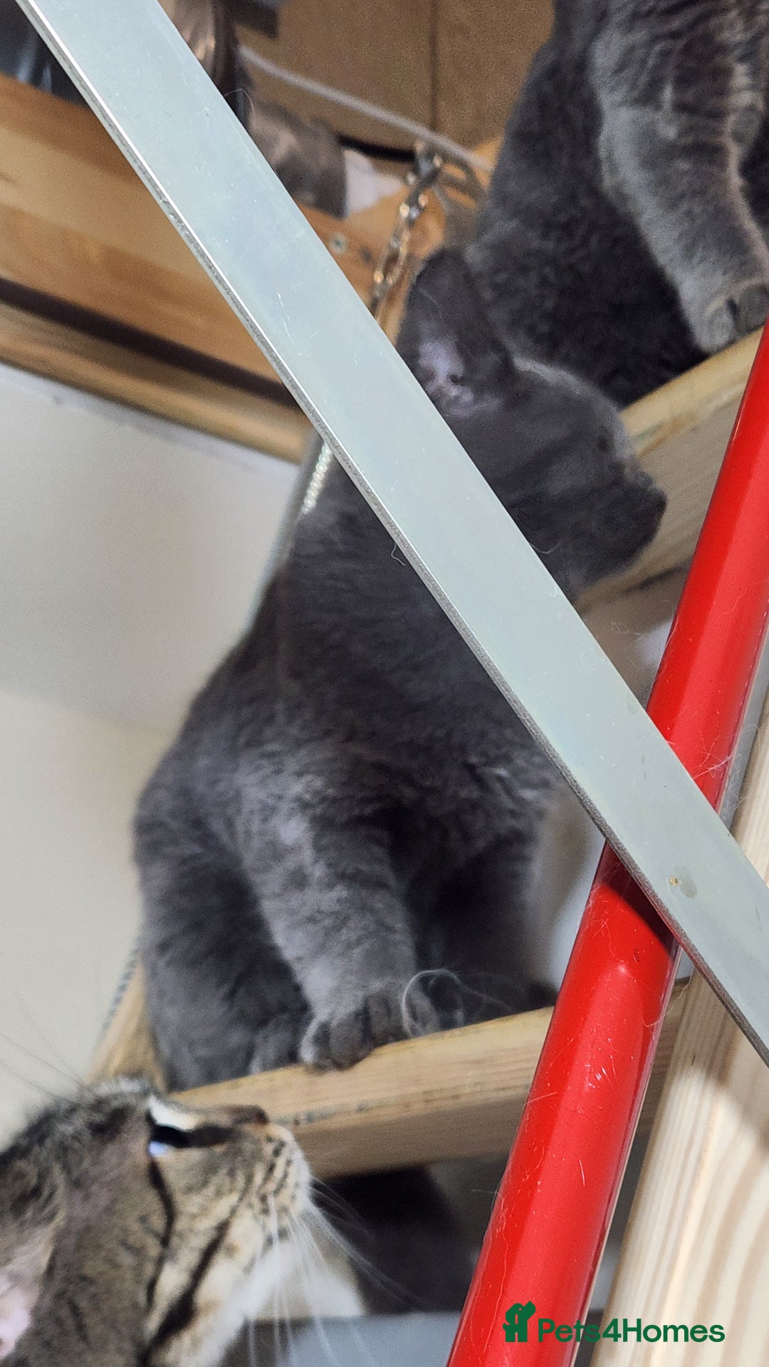 Russian Blue cats for sale: Pure Russian Blue Kittens  - Image 5