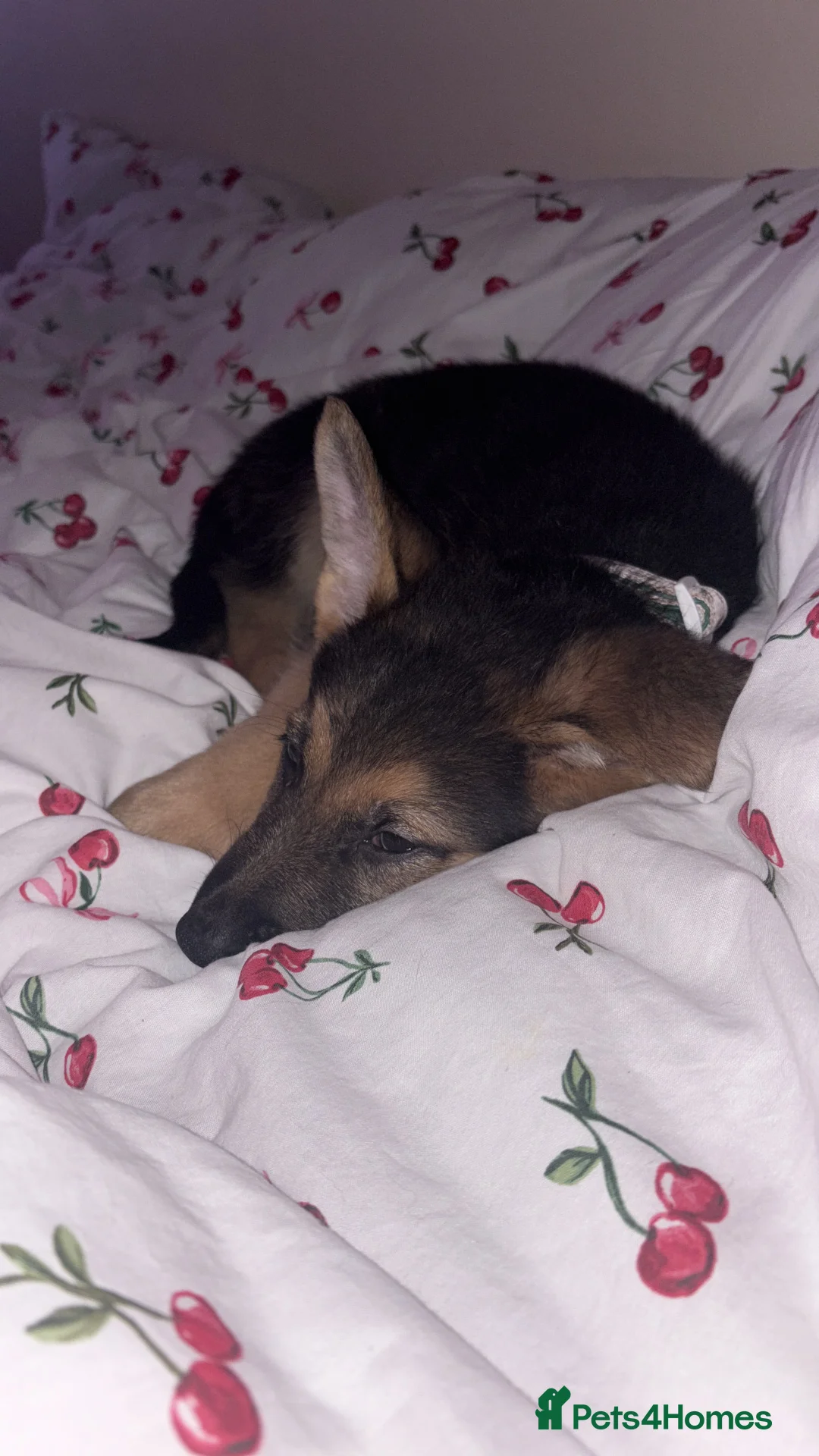German Shepherd dogs for sale: German Shepherd Puppy “Goose”  - Advert 4