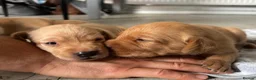 Labrador Retriever dogs for sale: Labrador retriever puppies for sale  - Advert 9
