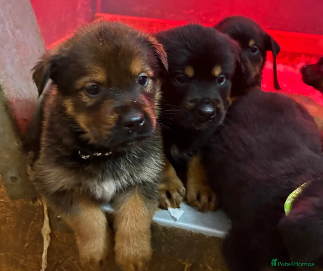 Mixed Breed dogs for sale: Rottweiler x malinois - Advert 32