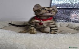 Bengal cats for sale: TICA Genetic & Health Tested Bengal Kittens  - Image 11