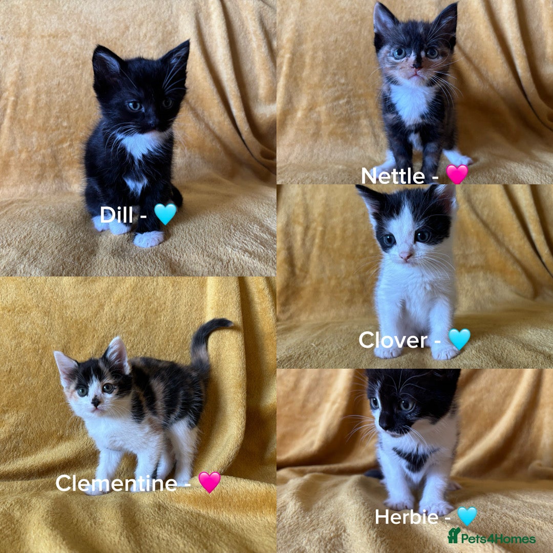 Mixed Breed cats 5 Male and Female Kittens (read description) - Advert 1