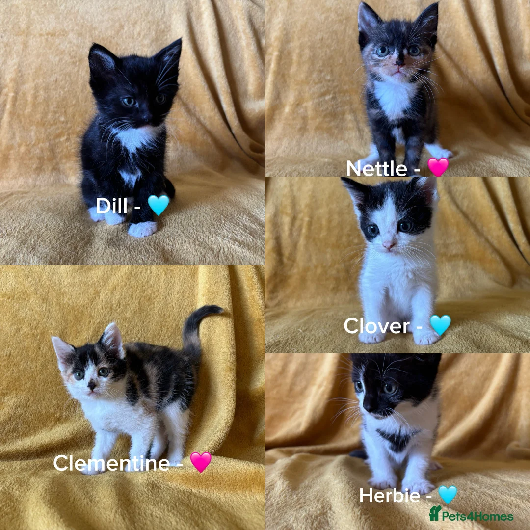 Mixed Breed cats for sale: 5 Male and Female Kittens (read description) - Advert 1
