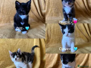 Mixed Breed cats 5 Male and Female Kittens (read description) - Advert 1