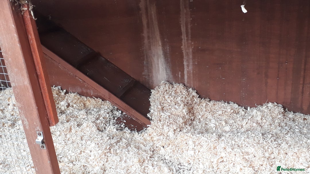 Guinea Pig rodents for sale: 2 female guinea pigs, large hutch and accessories - Advert 15