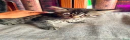 British Shorthair cats for sale: Stunning British Shorthair Kittens Ready Now! - Advert 21