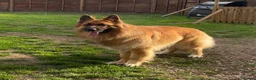 German Shepherd dogs for sale: Long haired Chunky GSD puppies in Downham Market - Advert 6