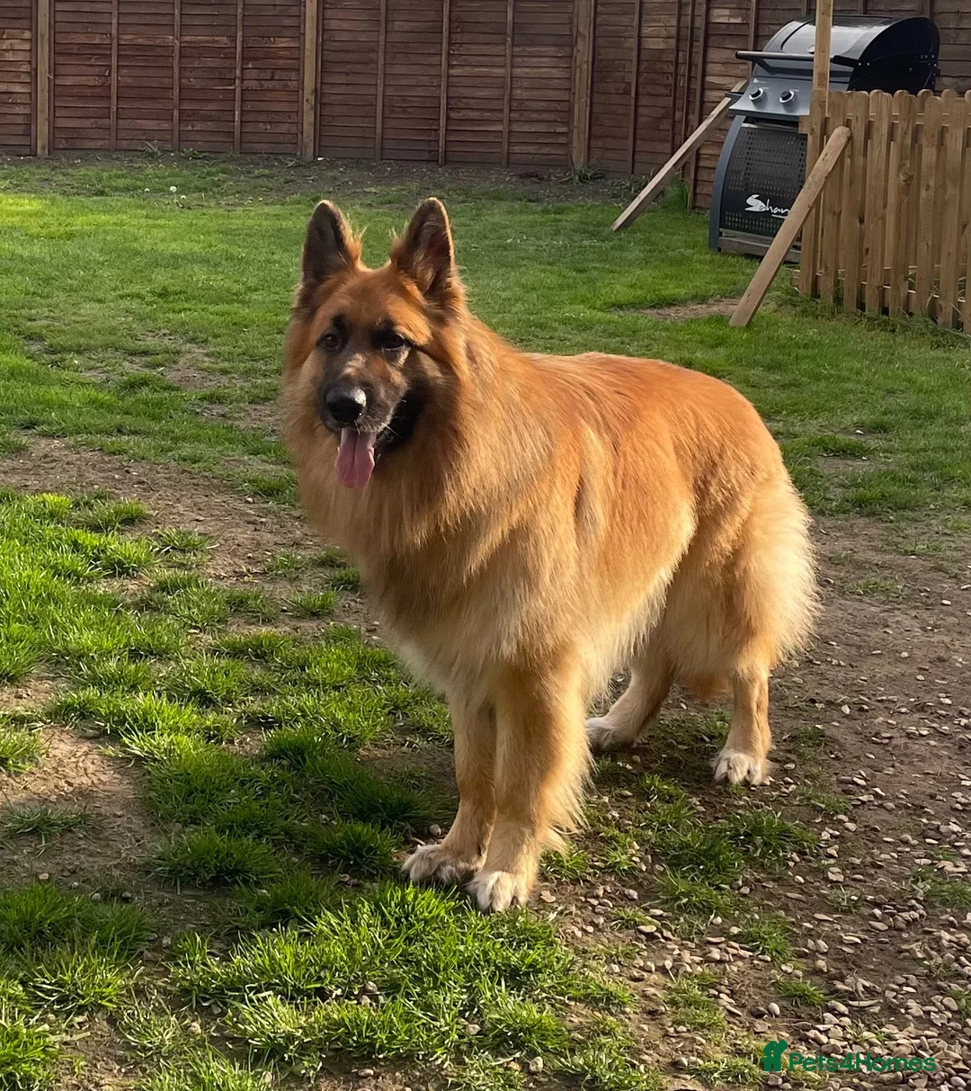German Shepherd dogs for sale: Long haired Chunky GSD puppies in Downham Market - Advert 6