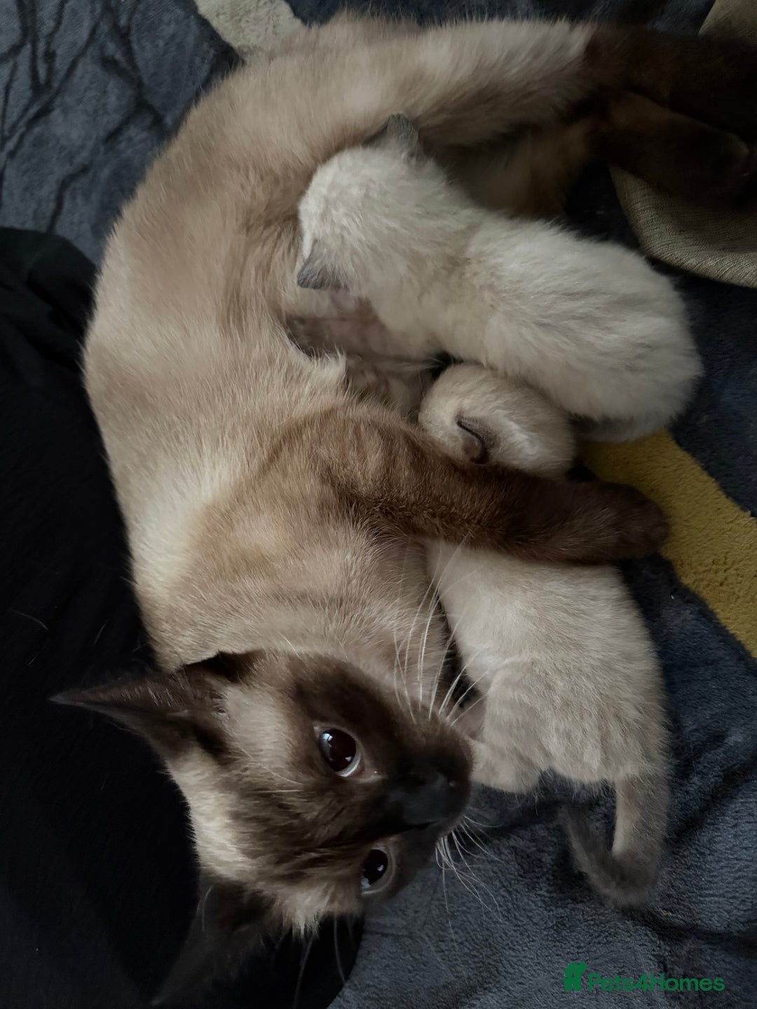 Siamese cats for sale: 3 kittens and one older cat  - Image 5