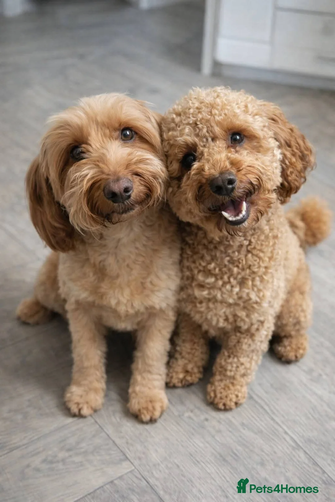 Mixed Breed dogs for sale: Beautiful Health Tested Poochon Cross Puppies  - Advert 2