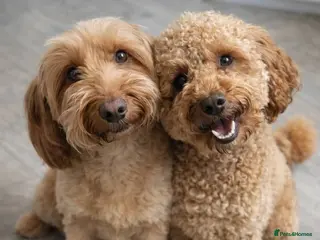 Mixed Breed dogs Beautiful Health Tested Poochon Cross Puppies - Advert 17