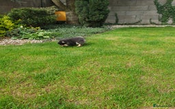 Pomeranian dogs for sale: STANN in Bradford - Image 5
