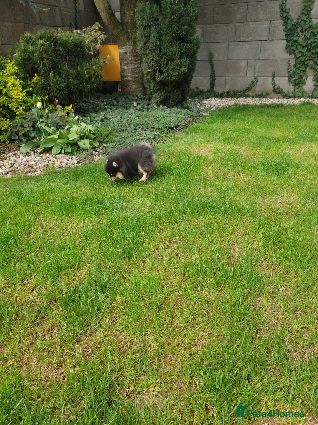 Pomeranian dogs for sale: STANN in Bradford - Image 5