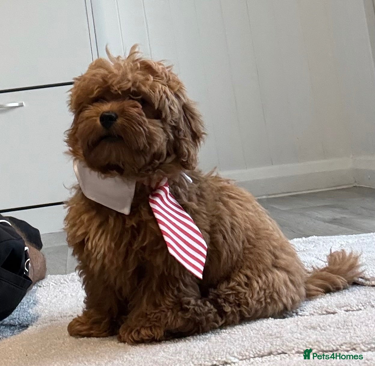 Cavapoo dogs READY NOW CAVAPOO F1BB X ASIAN POODLE - Advert 9