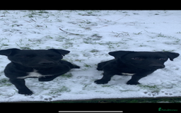 Patterdale Terrier dogs for sale: Patterdale puppies  - Image 8