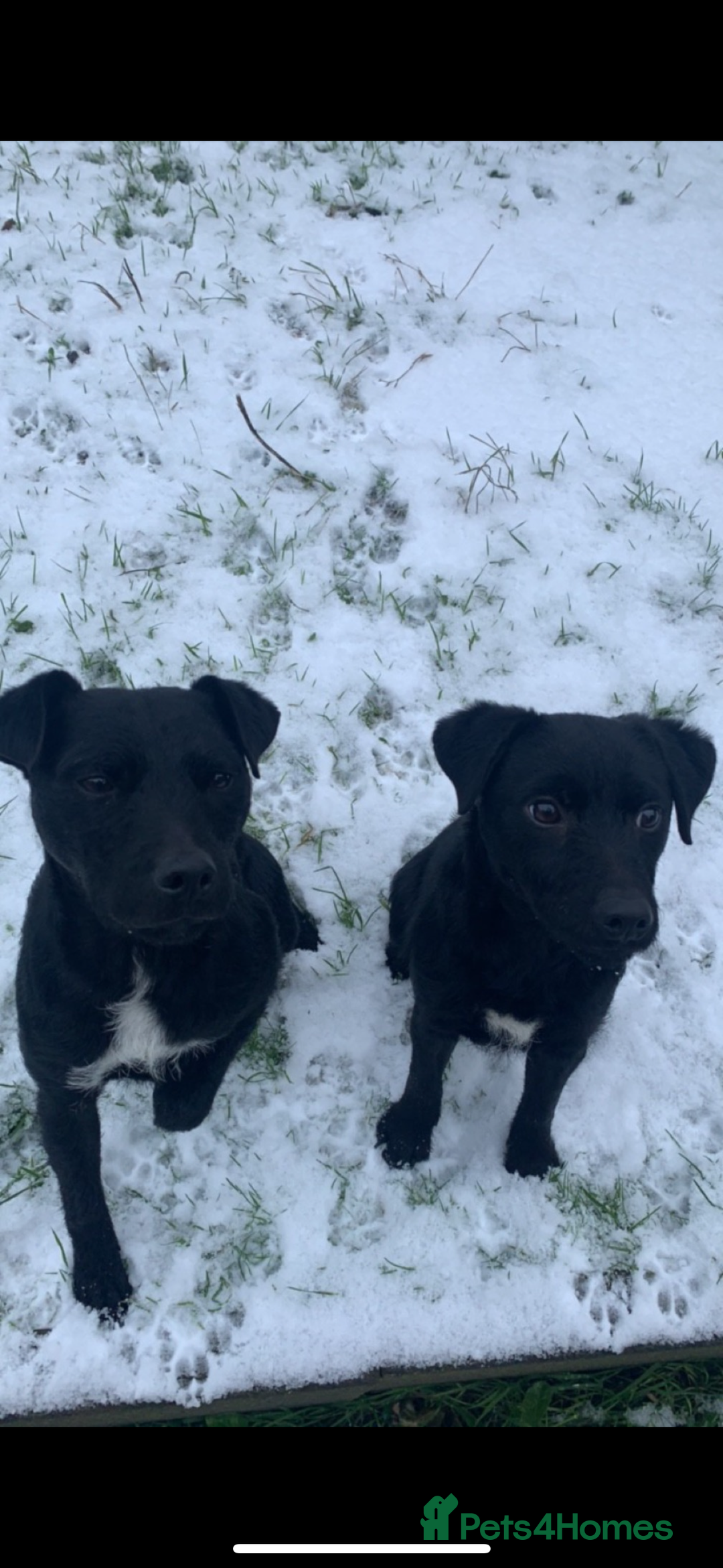 Patterdale Terrier dogs for sale: Patterdale puppies  - Image 8
