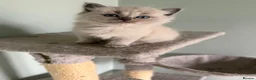 Ragdoll cats for sale: Beautiful Blue-Eyed Ragdoll Kittens - Advert 20