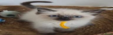 Sealpoint girl yellow collar 