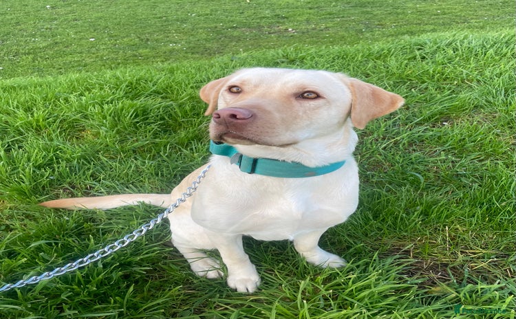 Labrador Retriever dogs - Advert 3