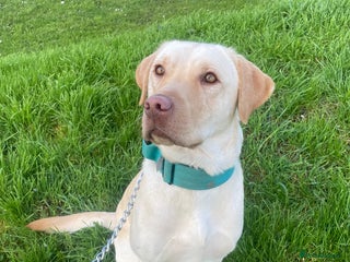 Labrador Retriever dogs - Advert 28