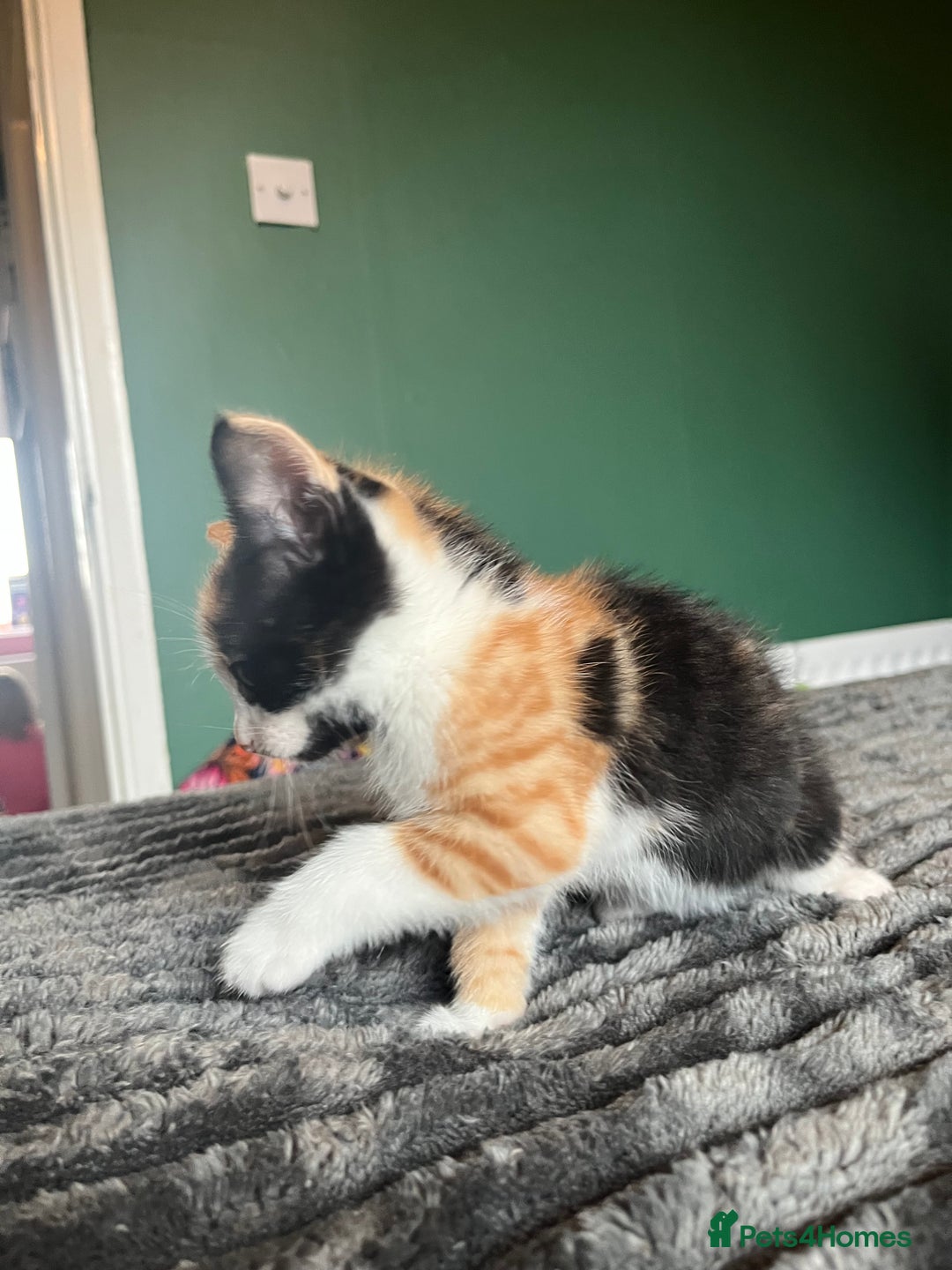Mixed Breed cats for sale: Beautiful tri coloured kittens  - Advert 9