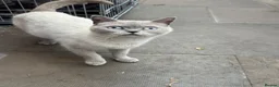 British Shorthair cats for sale: 4 British shorthair kittens - Advert 2