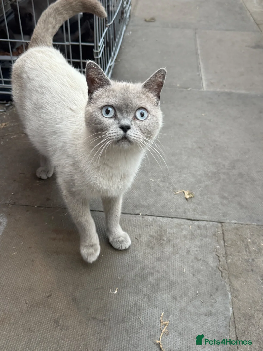 British Shorthair cats for sale: 4 British shorthair kittens - Advert 2