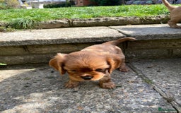 Cavalier King Charles Spaniel dogs for sale: Beautiful KC reg ruby puppies, home reared - Image 6