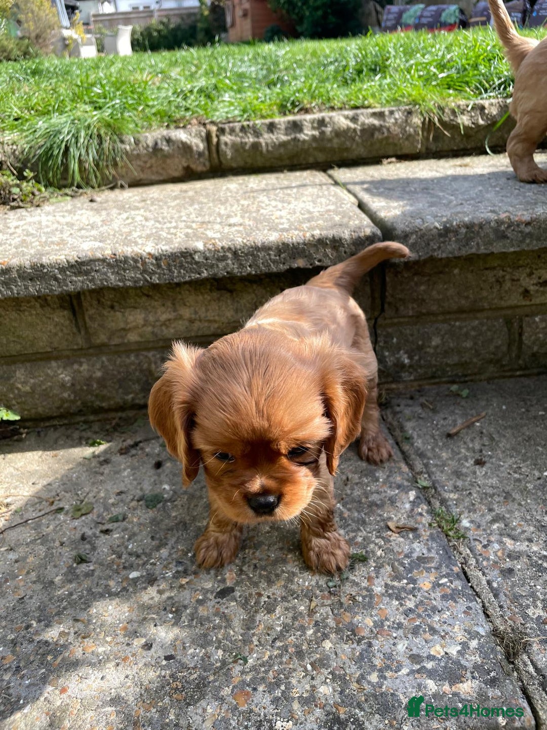 Cavalier King Charles Spaniel dogs for sale: Beautiful KC reg ruby puppies, home reared - Image 6